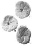 Deuterammina (Lepidodeuterammina) plana Brönnimann & Zaninetti, 1984