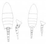 colefaxi body