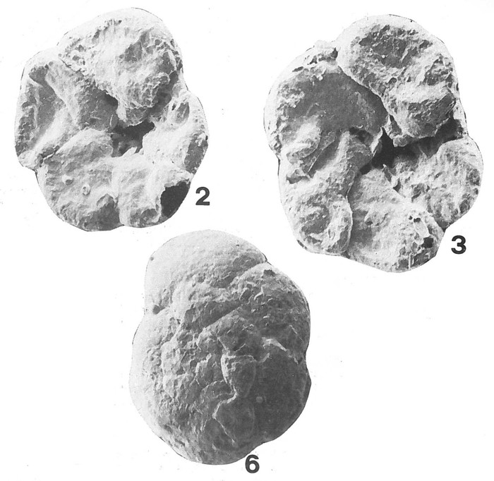 Deuterammina (Lepidodeuterammina) diasbritoi Brönnimann & Zaninetti, 1984 Deuterammina (Lepidodeuterammina) diasbritoi Brönnimann & Zaninetti, 1984