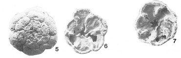 Deuterammina mourai Brnimann & Zaninetti, 1984, author: Consorti, Lorenzo