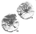 Deuterammina parva Brönnimann & Zaninetti, 1984