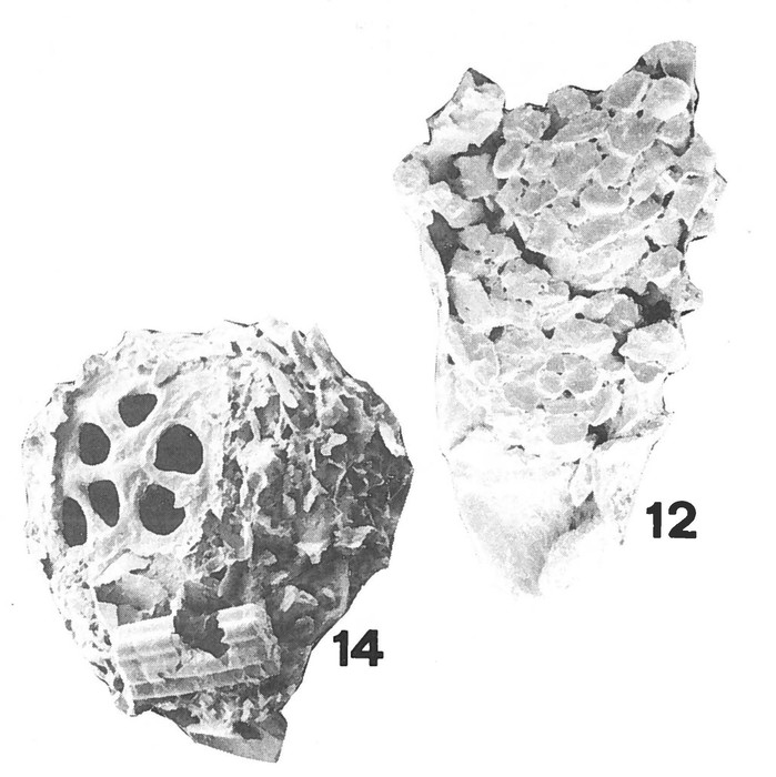 Guanduella cribrata Brönnimann & Zaninetti, 1984 Guanduella cribrata Brönnimann & Zaninetti, 1984