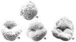 Trochamminopsis toddae Brönnimann & Zaninetti, 1984