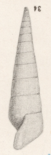 Rissoina notata (I. Lea, 1833) Rissoina notata (I. Lea, 1833)