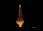 Nutlet of Paramapania radians US1239145 Philippines 1