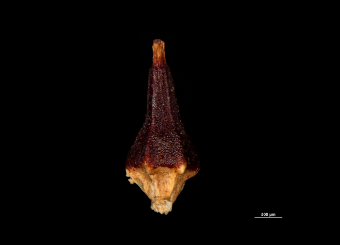 Nutlet of Paramapania radians US1239145 Philippines 1