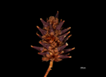 Spike of Paramapania radians US1239145 Philippines 1