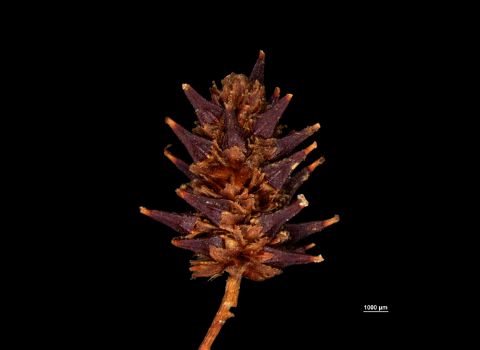 Spike of Paramapania radians US1239145 Philippines 1