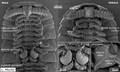 Hirudicryptus canariensis - male and female