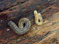 Hirudicryptus canariensis - photograph