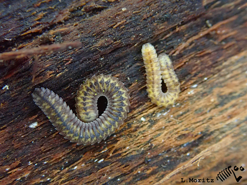 Hirudicryptus canariensis - photograph Hirudicryptus canariensis - photograph