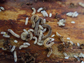 Hirudicryptus canariensis - photograph
