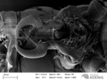 Stosatea italica - gonopods