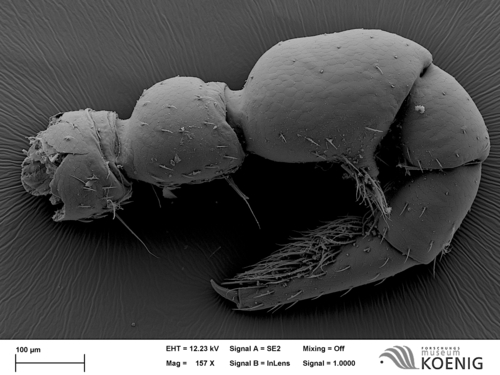 Stosatea italica - male leg 3 Stosatea italica - male leg 3