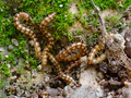 Stosatea italica - photograph