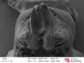 Brachydesmus superus - gonopods