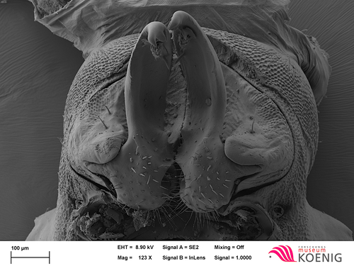 Brachydesmus superus - gonopods Brachydesmus superus - gonopods
