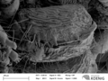Brachydesmus superus - Vulva