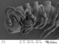 Brachydesmus superus - female