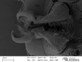 Stosatea italica - gonopods