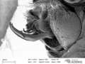 Propolydesmus dismilus - gonopods