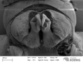 Propolydesmus dismilus - gonopods