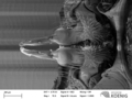 Propolydesmus dismilus - gonopods