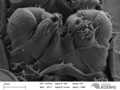 Polyzonium germanicum - gonopods