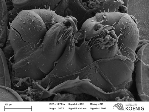 Polyzonium germanicum - gonopods Polyzonium germanicum - gonopods