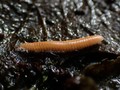 Polyzonium germanicum
