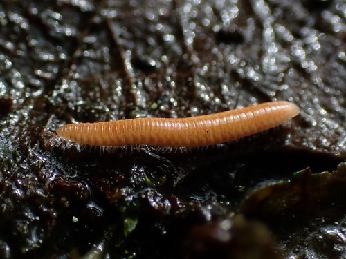 Polyzonium germanicum Polyzonium germanicum