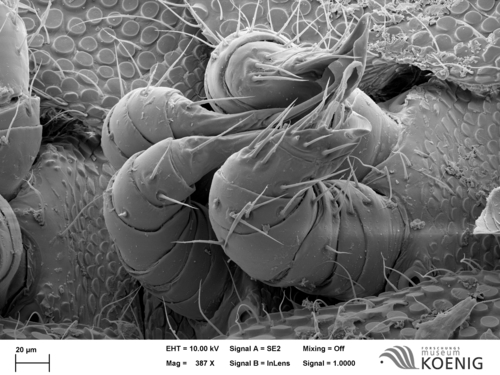 Notiorhinus floresi - gonopods Notiorhinus floresi - gonopods