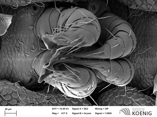 Notiorhinus floresi - gonopods Notiorhinus floresi - gonopods