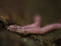 Rhinotus purpureus - photograph
