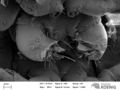 Rhinotus purpureus - gonopods