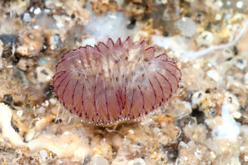 Branchiomma moebii live in situ from Croatia, Adriatic Branchiomma moebii live in situ from Croatia, Adriatic