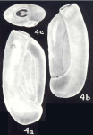Quinqueloculina (?) trinidadensis McCulloch, 1981