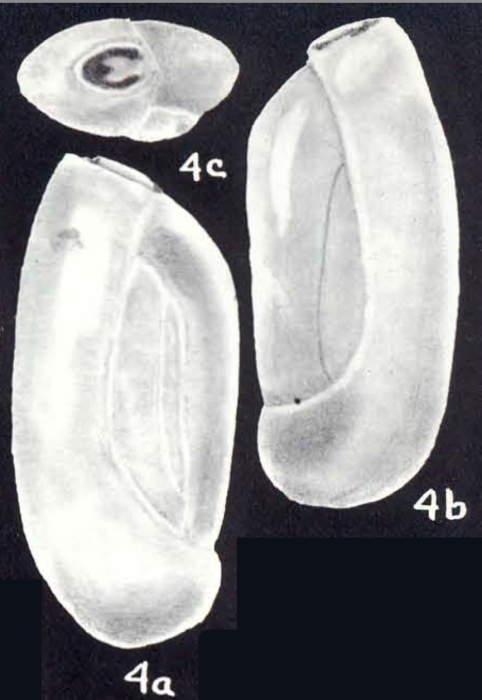 Quinqueloculina (?) trinidadensis McCulloch, 1981 Quinqueloculina (?) trinidadensis McCulloch, 1981