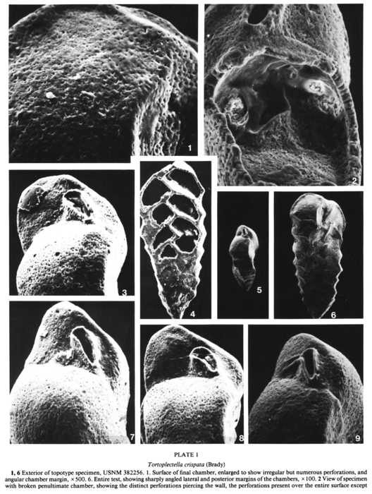 Tortoplectella crispata (Brady, 1884) Tortoplectella crispata (Brady, 1884)