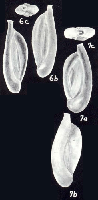 Quinqueloculina adnata McCulloch, 1981 Quinqueloculina adnata McCulloch, 1981