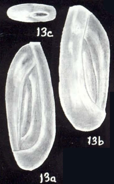 Quinqueloculina boroi McCulloch, 1981 Quinqueloculina boroi McCulloch, 1981
