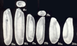 Triloculina (?) neocylindrica McCulloch, 1981