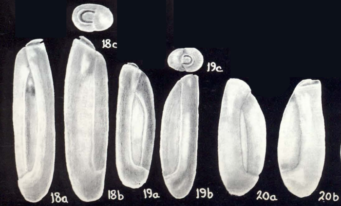 Triloculina (?) neocylindrica McCulloch, 1981 Triloculina (?) neocylindrica McCulloch, 1981