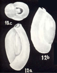 Triloculina neomartiniiana McCulloch, 1981