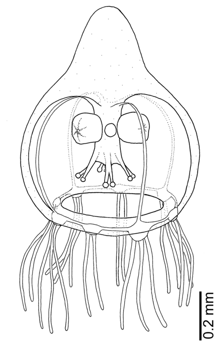 Rathkea cf. octopunctata from New Zealand Rathkea cf. octopunctata from New Zealand