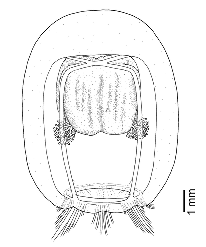 Koellikerina maasi, medusa