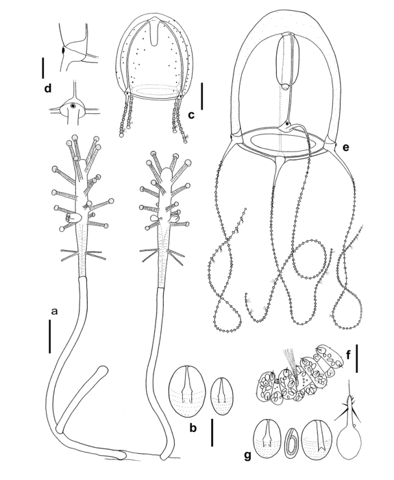 Coryne japonica, polyp and medusa from New Zealand Coryne japonica, polyp and medusa from New Zealand