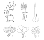 Eudendrium ritchiei  from New Zealand