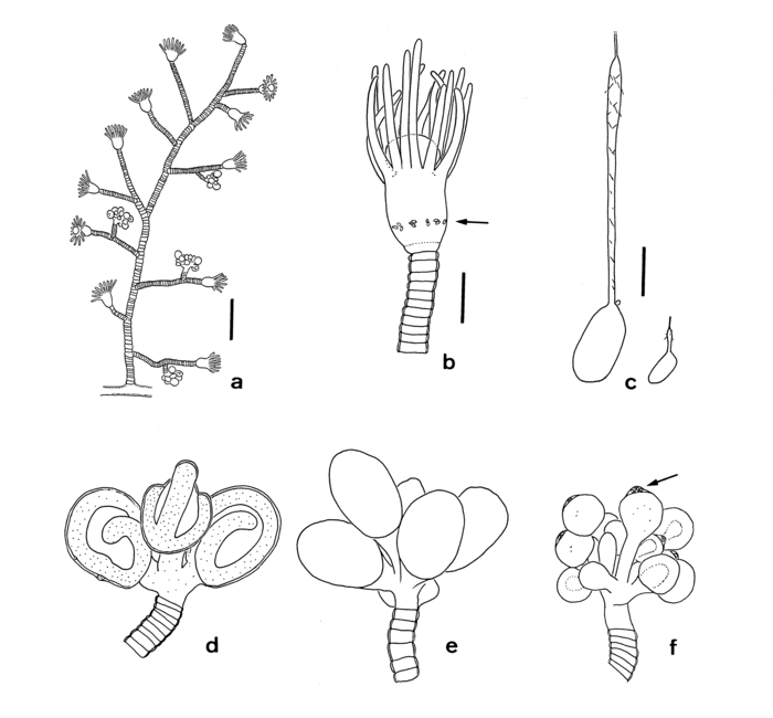Eudendrium ritchiei from New Zealand Eudendrium ritchiei from New Zealand