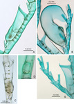 Cladocarpus unilateralis